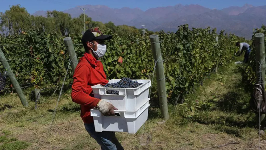 cosechadores-trabajadores-vina-contrtistasjpg