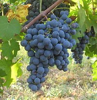 carmenere grape for carmenere wine variety