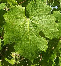 carmenere wine leaf 