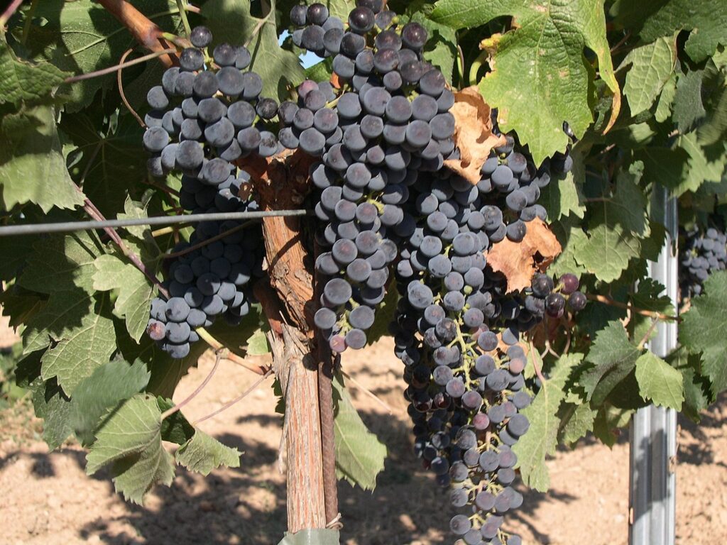 merlot grape in vine