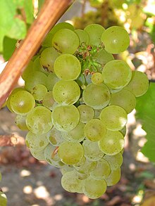 sauvignon blanc grape