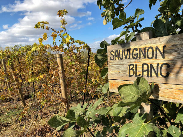 sauvignon blanc sign