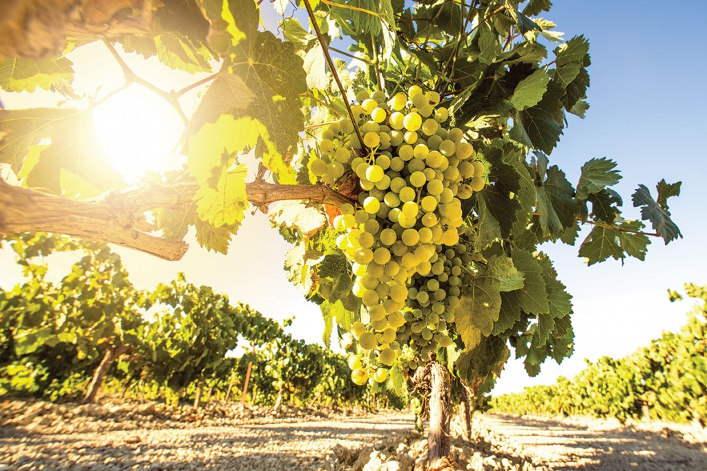 sauvignon blanc wine from chile